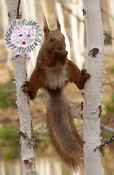 Squirrl Shift